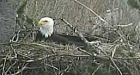 Webcast shows B.C. eagle eggs about to hatch