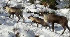 Endangered caribou become road kill on B.C. mountain highway