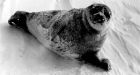 Climate change may increase mercury levels in seals used as food in North