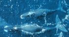 Eastern Arctic bowhead whales no longer threatened