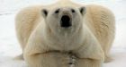 Obama won't fight global warming with polar bear rules