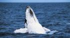 Crews rescue distressed humpback entangled in fishing gear off B.C. coast