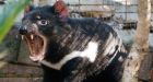 Tasmanian devils listed as endangered in Australia