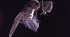 Moths jam sonar to dodge bats