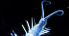 Deep sea worms drop glowing 'bombs'