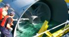 Fundy tidal power demonstration approved