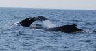 Fundy right whale numbers rebound