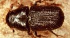 Pine beetle epidemic is over: B.C. minister