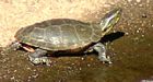 Turtles block $20M dredging project