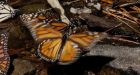 Monarchs use antenna sensors to find Mexico