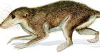 New mammal species has an ear for evolution