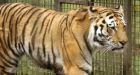 Trespassing charges in Calgary Zoo tiger attack