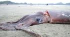 B.C. squid beachings baffle scientists