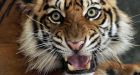 Experts: Tigers fast dying out despite campaigns