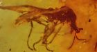 Ancient 'unicorn' fly had 3 eyes on its horn