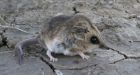 Australian marsupial soaks up sun like a lizard