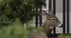 Deer wanders into downtown Toronto