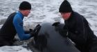 Rescuers free beached pilot whale