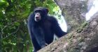 Chimps use cleavers and anvils as tools to chop food