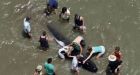 125 pilot whales die on New Zealand beaches