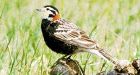 Experts say energy sector threatens Prairie songbird