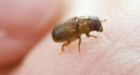 Alberta faces tough task of stopping pine beetles