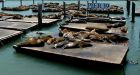 San Francisco's famous sea lions disappear