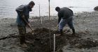 Gravel beaches trapping oil from 1989 Exxon spill