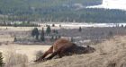 Alberta trio accused of shooting wild horse