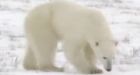 Polar bear trade ban not needed: wildlife monitor