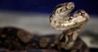 U.S. moves to keep big snakes off planes