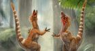 Dinosaur had orange tail feathers: scientists
