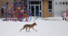 Coyote spotted at south Ottawa playground