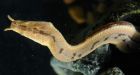 Snake uses odd tentacles to sense prey