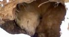 Hibernating bear stars on webcam