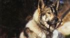 Wolf-dog hybrids: Harmless pets or wild by nature?