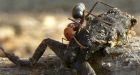 Ants recruited in war on cane toad