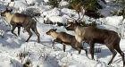 DNA links caribou migration to volcanic eruption