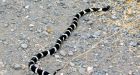 Man working on home computer bit by stray snake