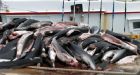 Sharks threatened by Asian consumers, says group