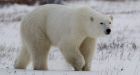 Animal populations near North Pole falling