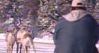 Quebec caribou hunters arrested in Labrador