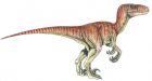 Velociraptor's cousin discovered