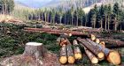 Every cut tree in B.C. to be replaced