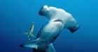 UN body rejects protection for shark species