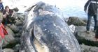 Dead whale removed from B.C. beach