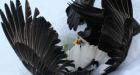 Eagle survives plunge after mating dance