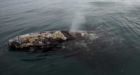 Whale watchers fear dip in grey whale numbers