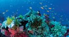 Great Barrier Reef protection to get legal boost