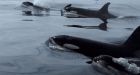 Killer whale pod attacks grey whale in Puget Sound in view of whale-watching boat